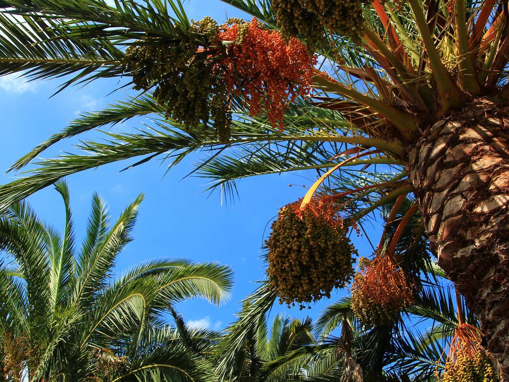 קאן פיקפורט Finca Hotel Rural Predio Son Serra מראה חיצוני תמונה